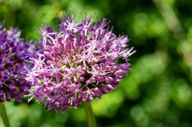bahçede çiçeklenme çiçek yakın