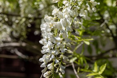 Bahçedeki ağacın beyaz çiçekleri, bahar zamanı..