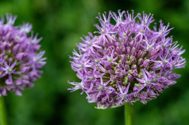 Bahçedeki çiçek açan çiçekleri kapatın.