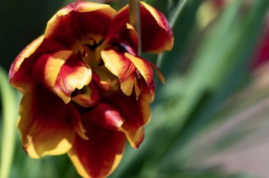 Bahçedeki çiçek açan lale çiçeğine yakın.