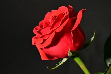 Güzel parlak gül çiçeği, kapat