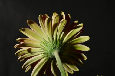 Güzel parlak çiçek, kapat