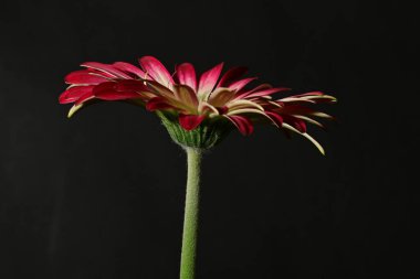 Güzel parlak çiçek, kapat