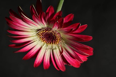 Güzel parlak çiçek, kapat