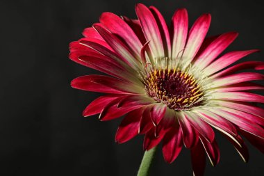 Güzel parlak çiçek, kapat