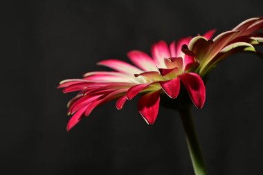 Güzel parlak çiçek, kapat