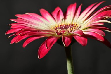 Güzel parlak çiçek, kapat