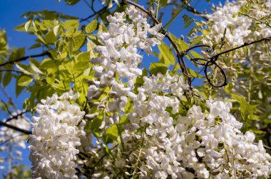 Bahçedeki ağacın beyaz çiçekleri, bahar zamanı..