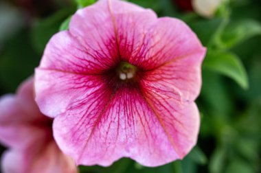 bahçede çiçeklenme çiçek yakın