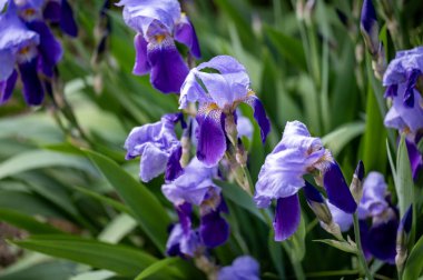 Bahçedeki çiçek açan çiçekleri kapatın.