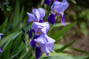 Bahçedeki çiçek açan çiçekleri kapatın.