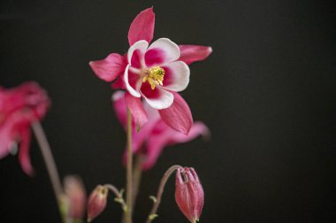 bahçede çiçeklenme çiçek yakın