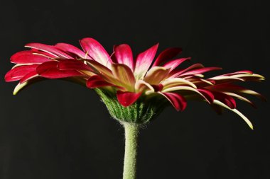 Güzel parlak çiçek, kapat