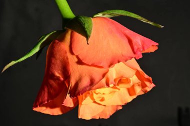 Güzel parlak gül çiçeği, kapat