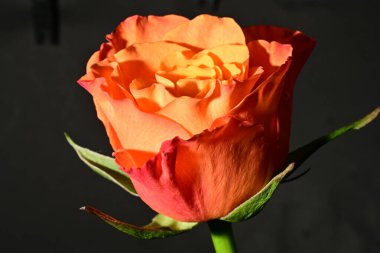 Güzel parlak gül çiçeği, kapat