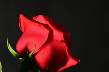 Güzel parlak gül çiçeği, kapat