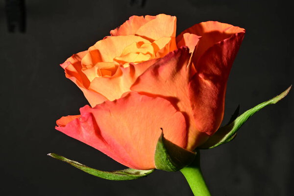 Beautiful bright rose flower, close up