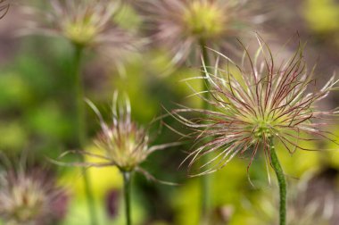 Bahçede büyüyen güzel çiçekler