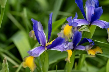 Bahçede büyüyen güzel çiçekler