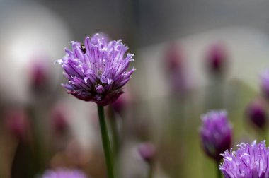 Bahçede büyüyen güzel çiçekler