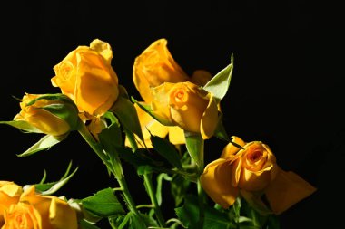 Siyah arkaplanda bir demet sarı gül