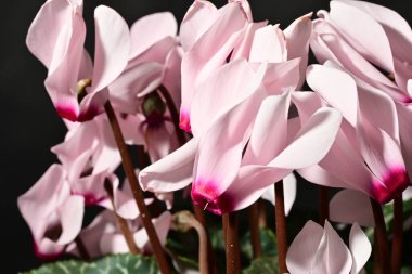 Siyah arkaplanda pembe çiçekleri kapat