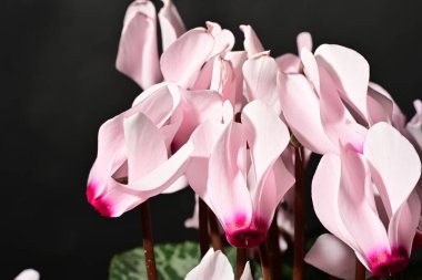 Siyah arkaplanda pembe çiçekleri kapat