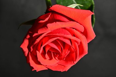 Siyah arkaplanda kırmızı gül