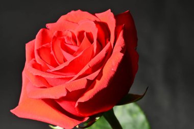 Siyah arkaplanda kırmızı gül