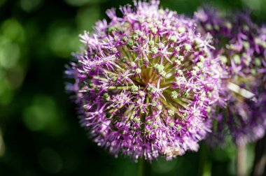 Bahçede büyüyen güzel çiçekler