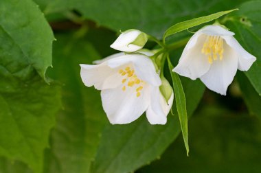 Yeşil yapraklı beyaz çiçekler, kapat manzarayı