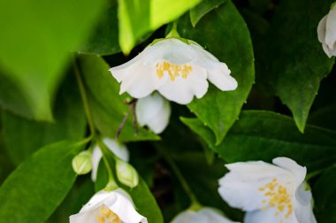 Yeşil yapraklı beyaz çiçekler, kapat manzarayı