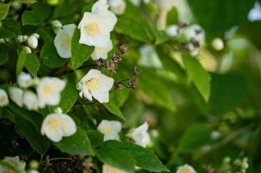 Yeşil yapraklı beyaz çiçekler, kapat manzarayı