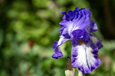 Bahçede büyüyen mavi süsen çiçekleri