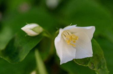 Yeşil yapraklı beyaz çiçekler, kapat manzarayı