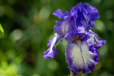 Bahçede büyüyen mavi süsen çiçekleri