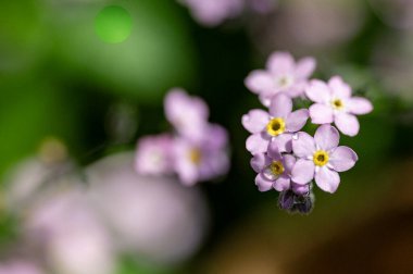 güzel parlak Çiçekler, yakın
