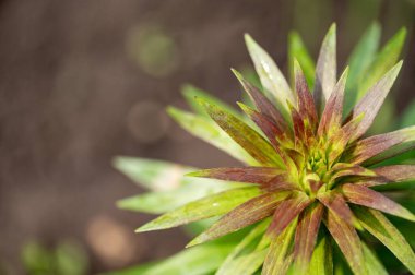 Bahçede büyüyen bahar çiçekleri