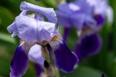 Bahçede büyüyen mavi süsen çiçekleri