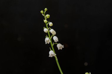 beyaz zemin üzerine beyaz çiçekler