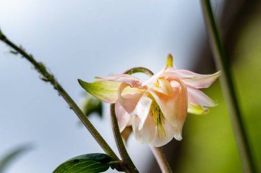 Güzel parlak çiçek, kapat