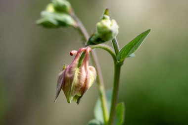 Güzel parlak çiçek, kapat