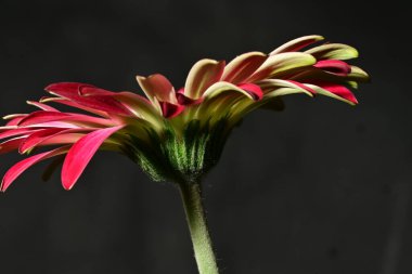 Güzel parlak çiçek, kapat