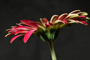 Güzel parlak çiçek, kapat