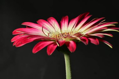 Güzel parlak çiçek, kapat