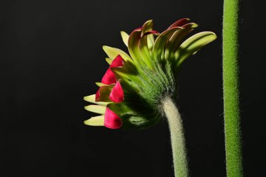 Güzel parlak çiçek, kapat