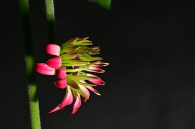 Güzel parlak çiçek, kapat