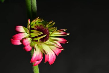 Güzel parlak çiçek, kapat