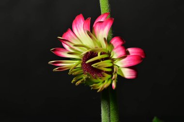 Güzel parlak çiçek, kapat