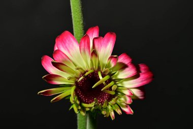 Güzel parlak çiçek, kapat